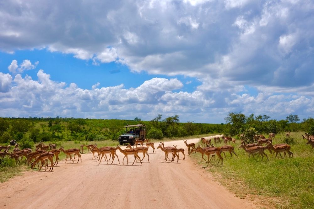 Safari Holidays