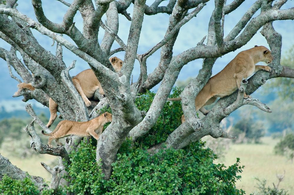 Safari Holidays