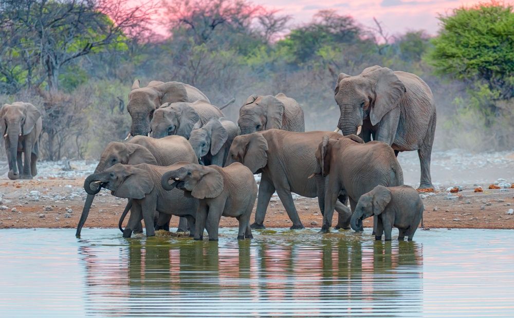 Safari Holidays