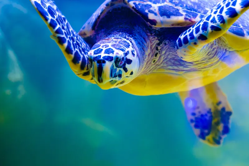 Unique island escapes in the Galapagos with wildlife encounters