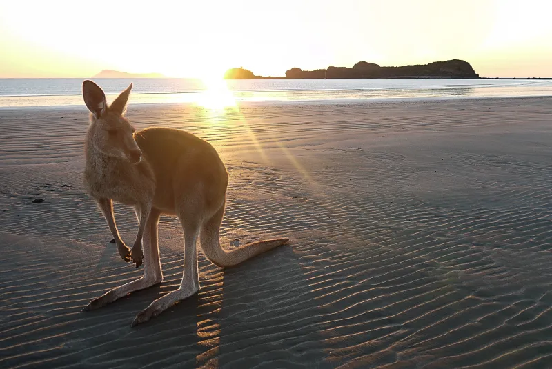 Wildlife and beach family holidays in Queensland Australia