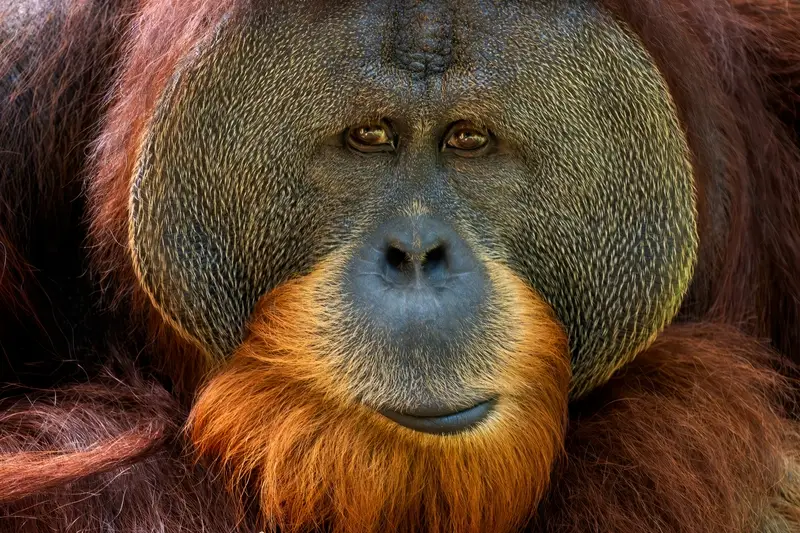 Borneo - Round the World Flights