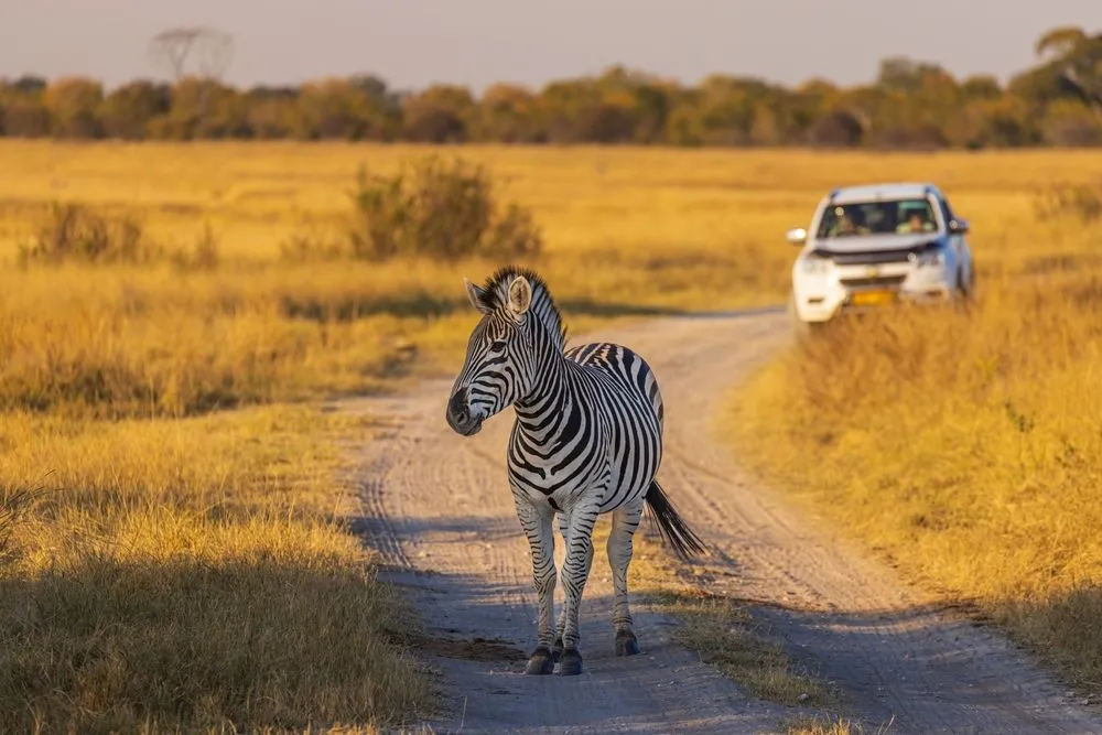 Zebra standing on a safari track with a vehicle in the background