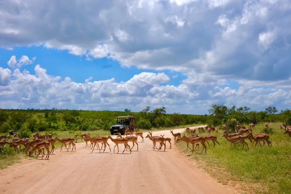 Herd of antelope crossing a dirt road in a wildlife reserve